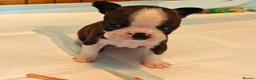 Boston Terrier dogs for sale: BOSTON TERRIER CROSS PUPPIES FOR SALE in London - Advert 3