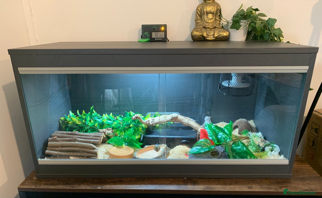 Corn Snake reptiles for sale: Corn snake and full set up for sale  - Image 3