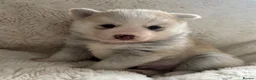 Pomsky dogs for sale: Last gorgeous boy left f3 pomsky - Advert 22