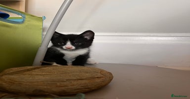 Mixed Breed cats - Advert 8