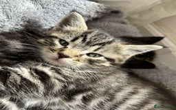 Bengal cats for sale: Bengal x Persian male kitten for sale! - Image 8