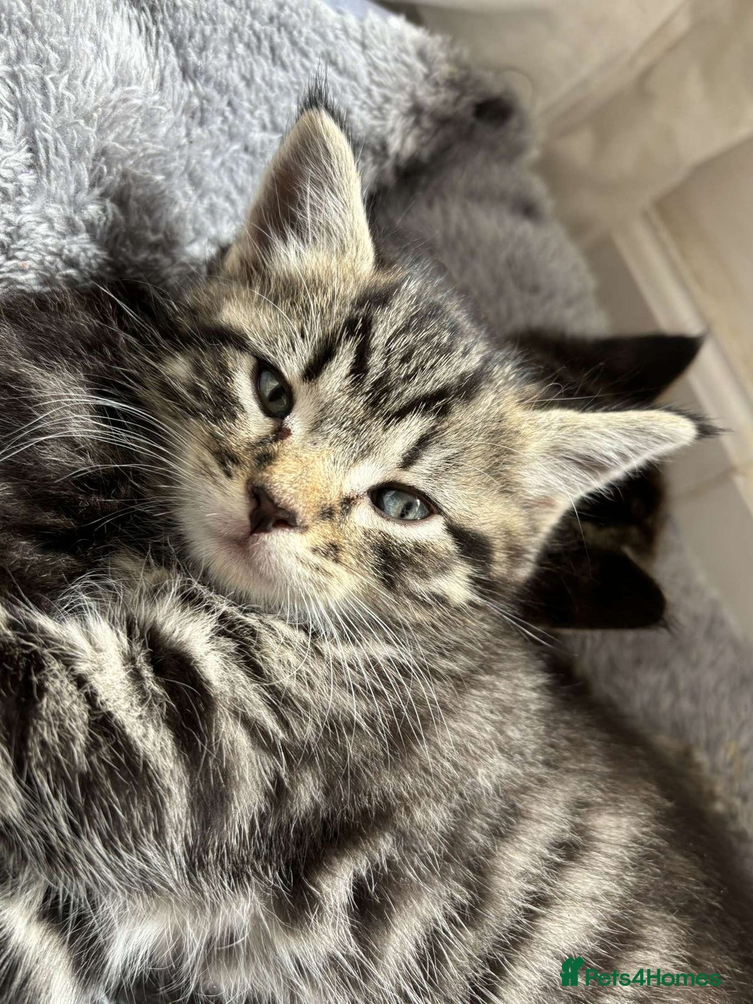 Bengal cats for sale: Bengal x Persian male kitten for sale! - Image 8