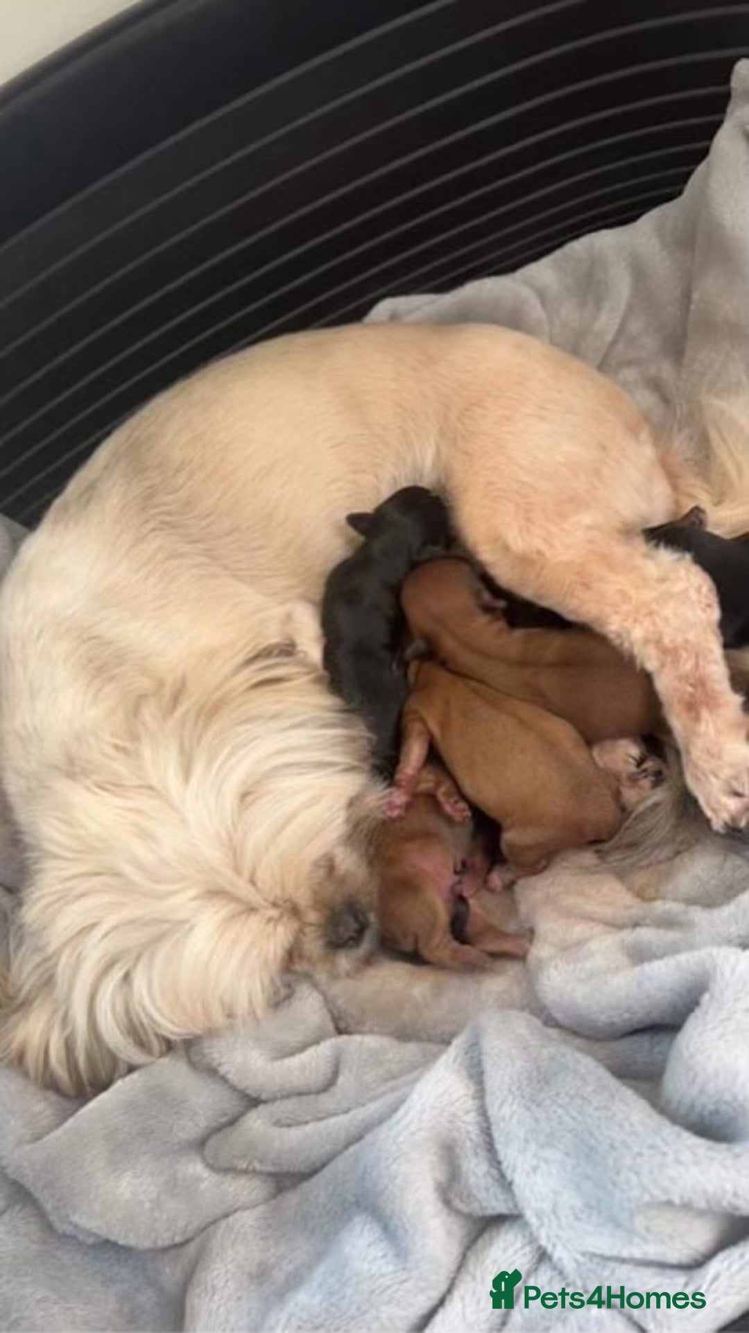 Toy Poodle dogs for stud: KC reg health tested toy poodle studs in Exeter - Advert 9