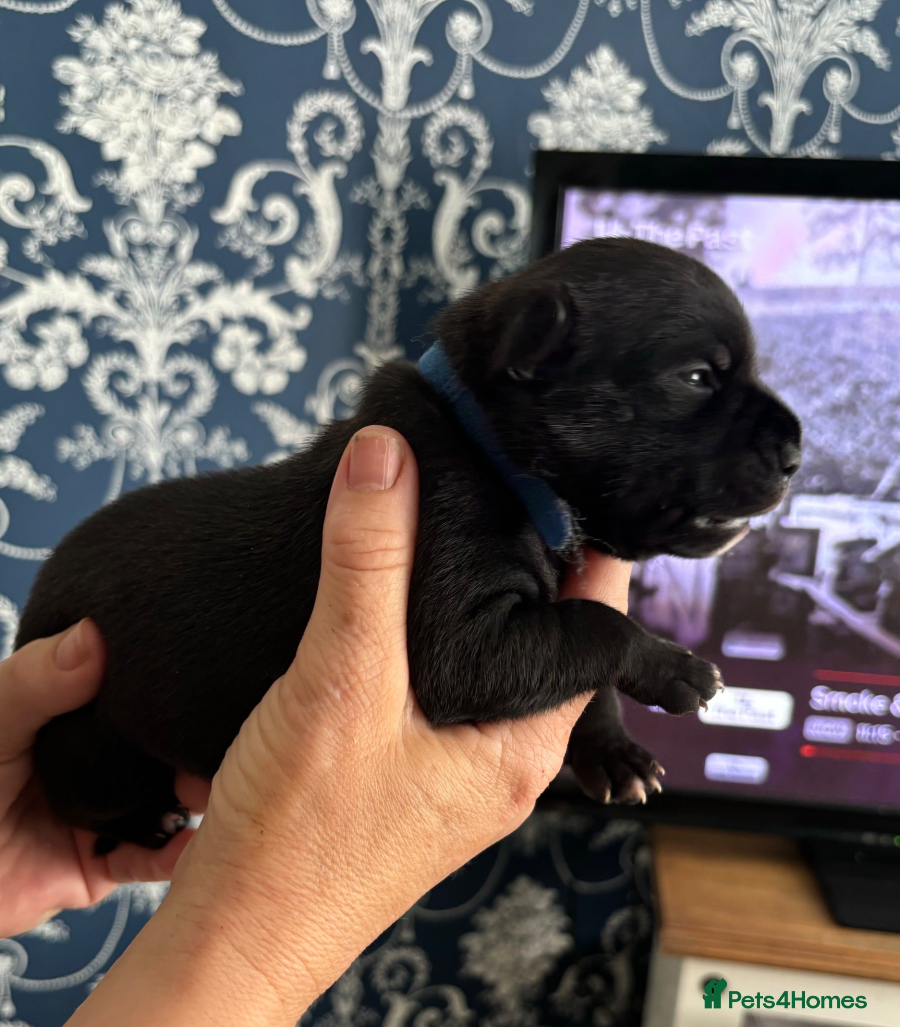 Staffordshire Bull Terrier dogs Stunning Litter 🖤💙 - Advert 4
