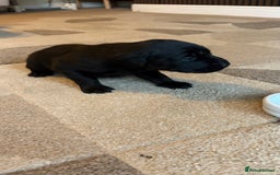 Labrador Retriever dogs for sale: KC Registered Labrador Puppies Ready 24th November - Image 12