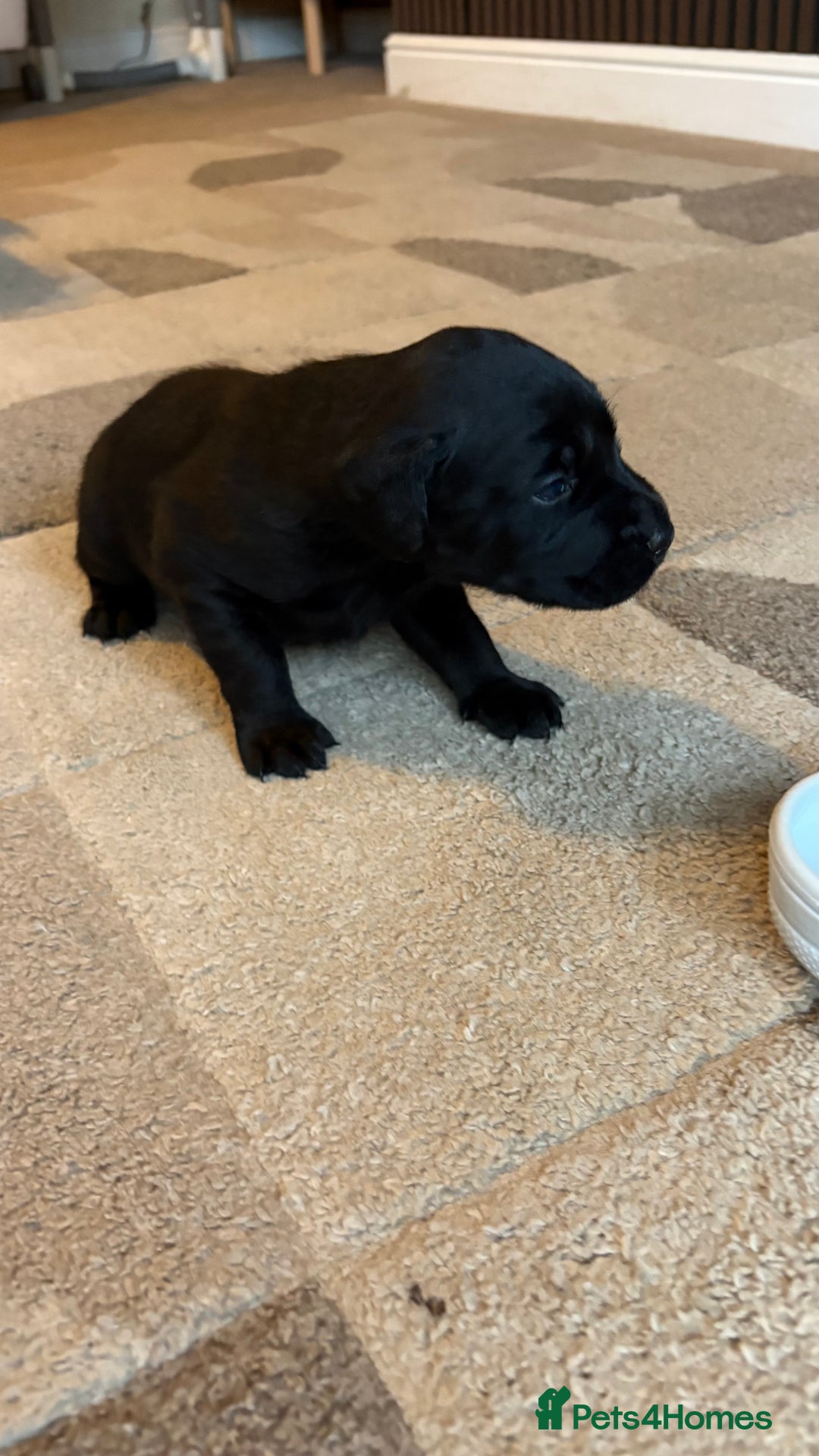 Labrador Retriever dogs for sale: KC Registered Labrador Puppies Ready 24th November - Image 12