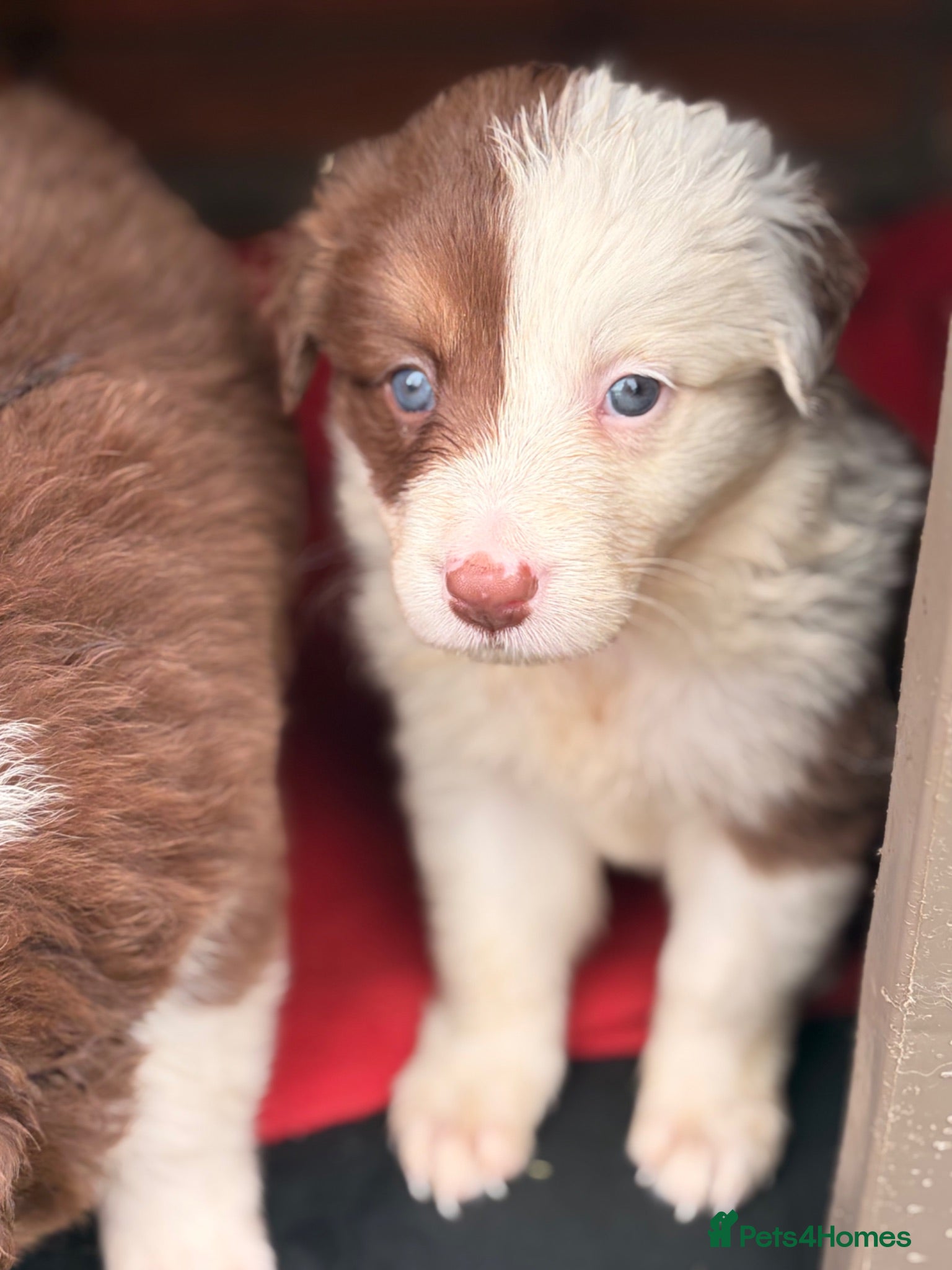 Border Collie dogs BEAUTIFUL BC PUPS, HEALTH TESTED CLEAR PARENTS  - Advert 1
