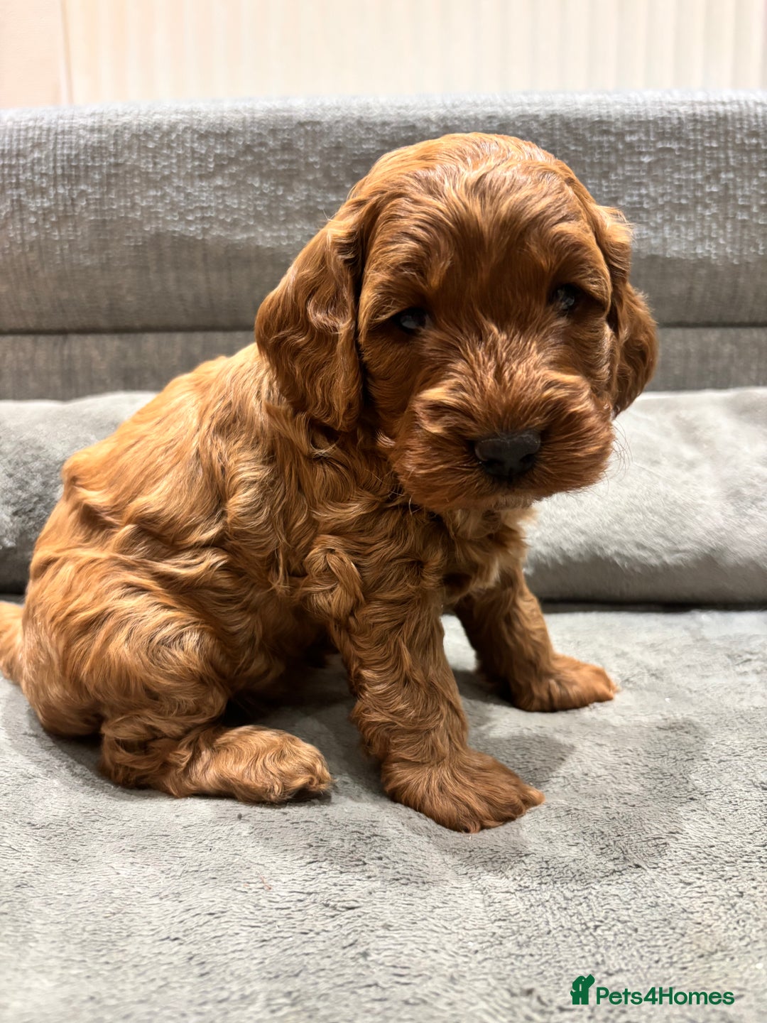 Cockapoo dogs for sale: Red cockapoos *DNA CLEAR* - Advert 10