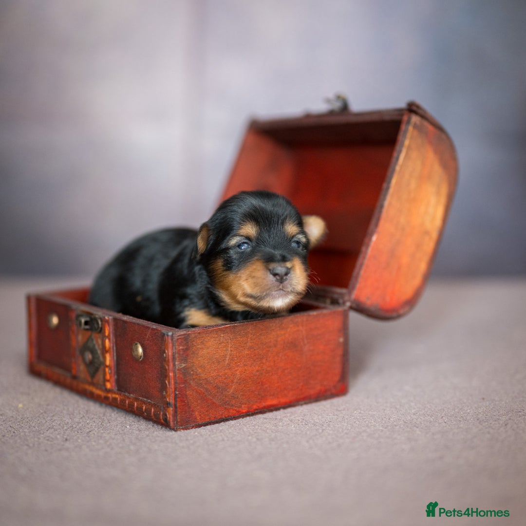 Yorkshire Terrier dogs for sale: Colorful Yorkshire Terrier puppies for sale - Image 21