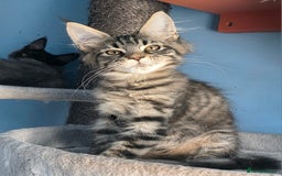 Maine Coon cats for sale: Ready to go!  Stunning Mainecoon Kittens  - Image 4