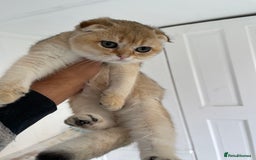 Scottish Fold cats for sale: SALE !!! LUXURY GOLDEN CHINCHILLA SCOTTISH FOLD  - Image 1
