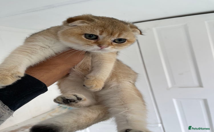 Scottish Fold cats - Advert 12