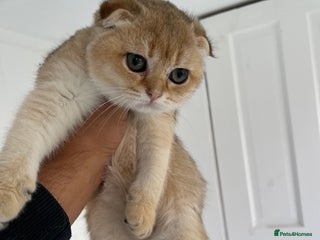 Scottish Fold cats - Advert 9