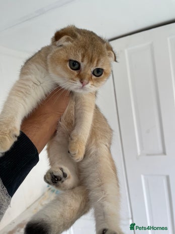 Scottish Fold cats - Advert 4
