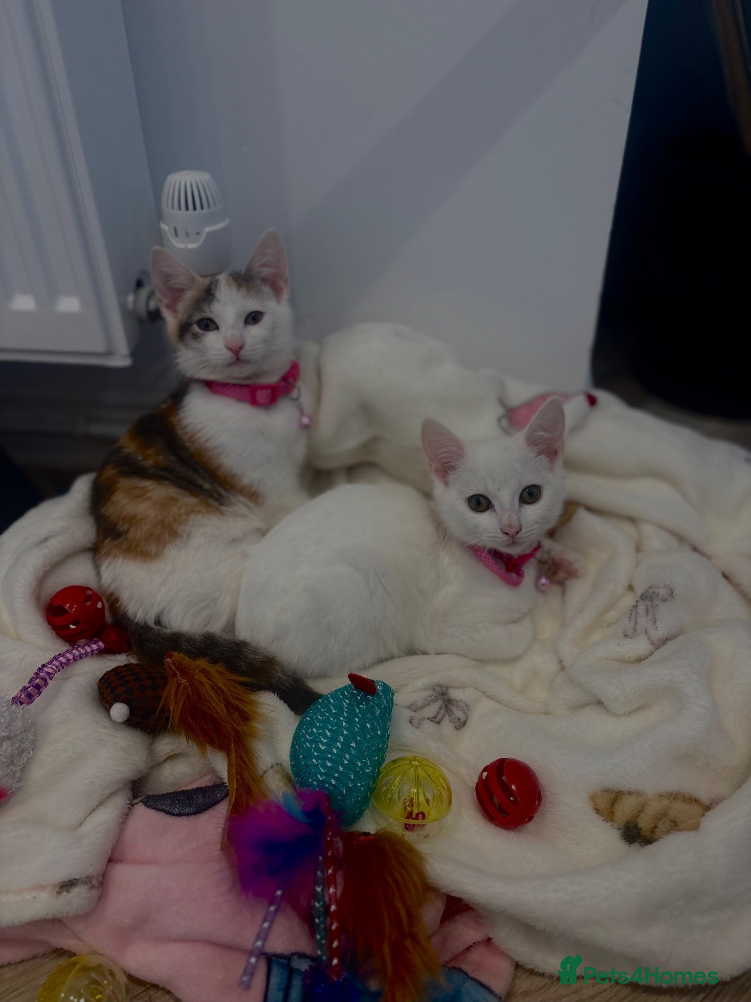 Domestic Shorthair cats two beautiful kittens - Advert 5
