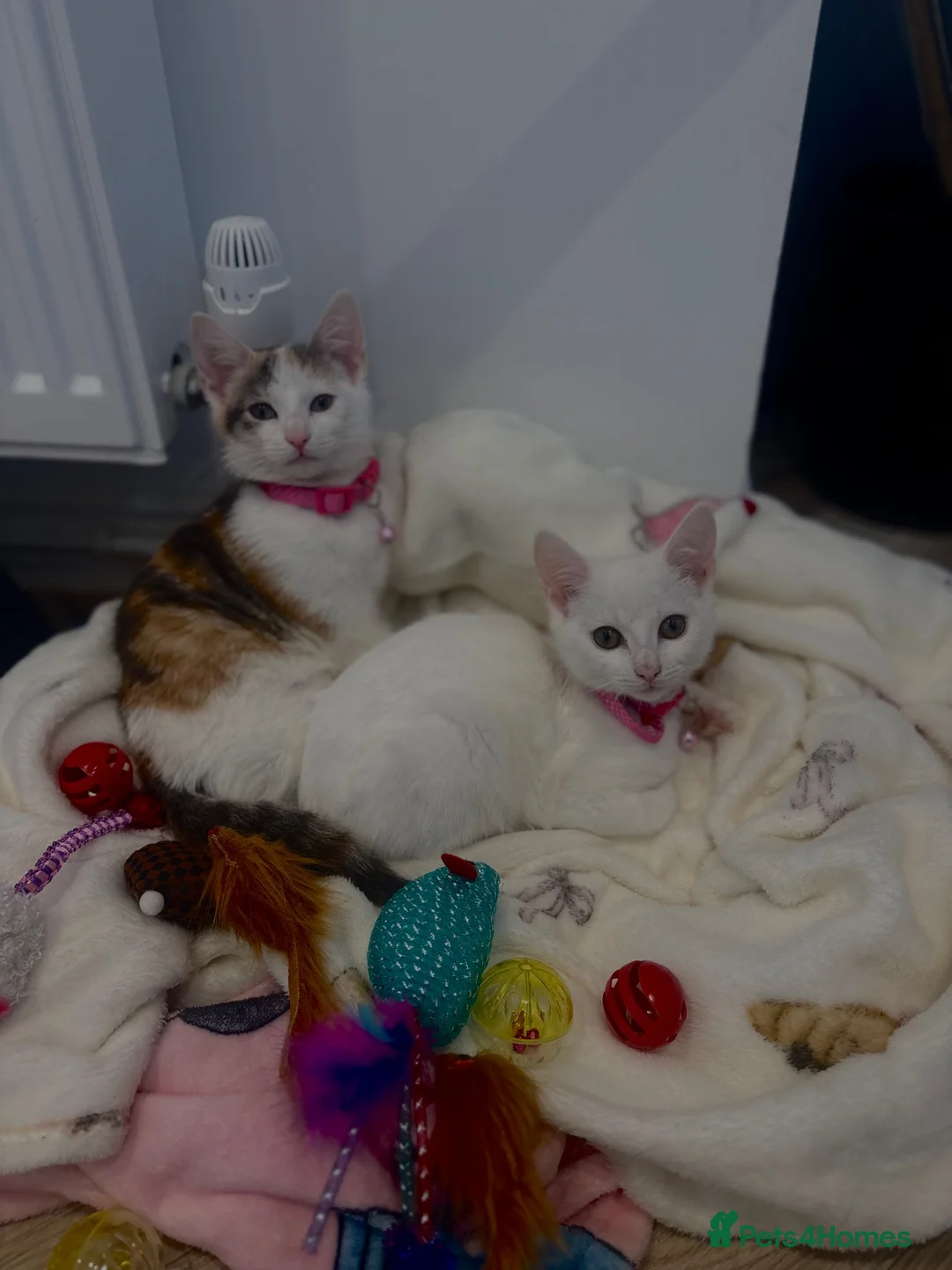 Domestic Shorthair cats for sale: two beautiful kittens in Mountain Ash - Advert 1