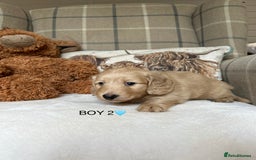 Miniature Dachshund dogs for sale: CREAM MINIATURE DACHSHUNDS💛 - Image 9