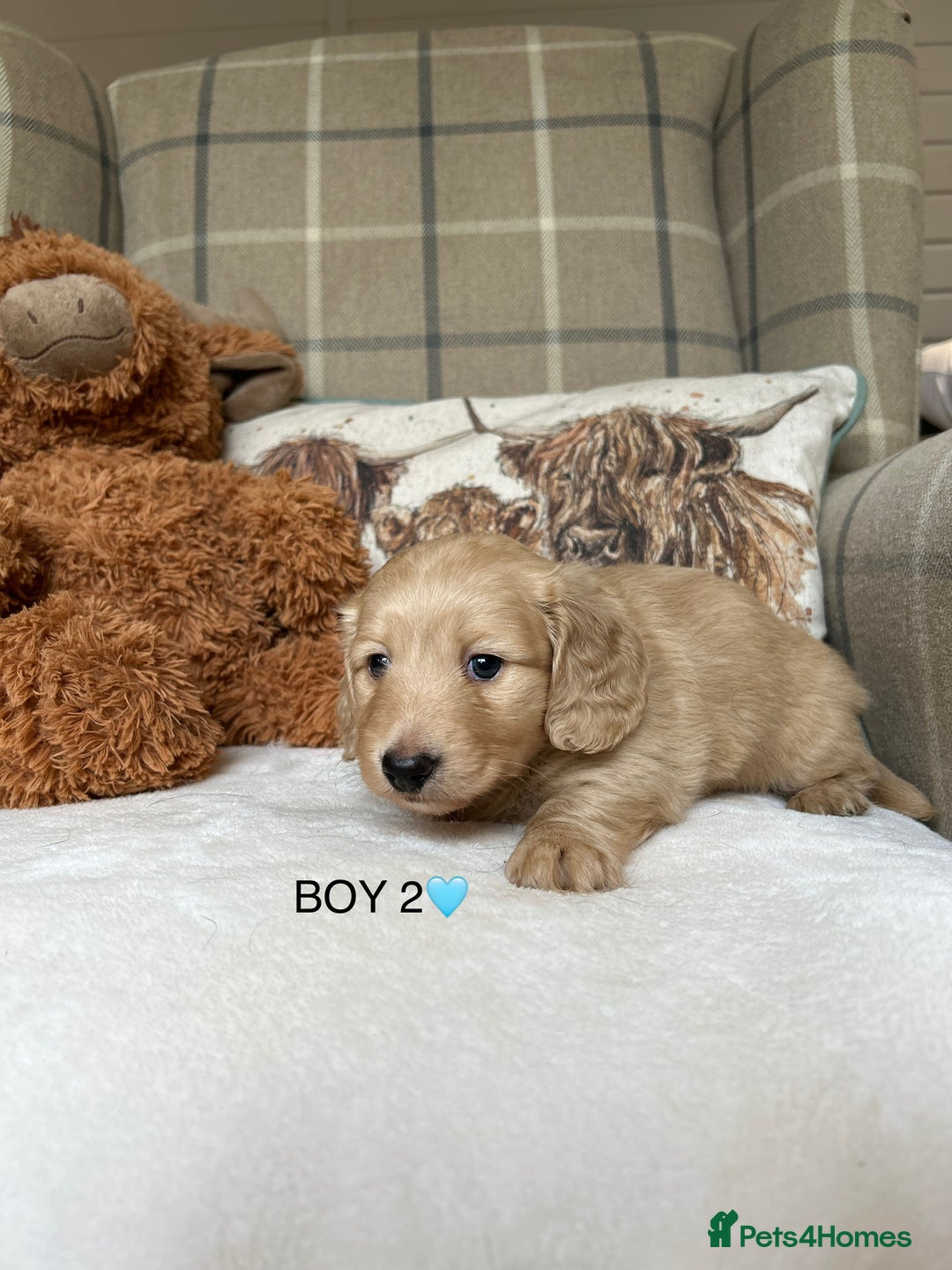 Miniature Dachshund dogs for sale: CREAM MINIATURE DACHSHUNDS💛 - Image 9