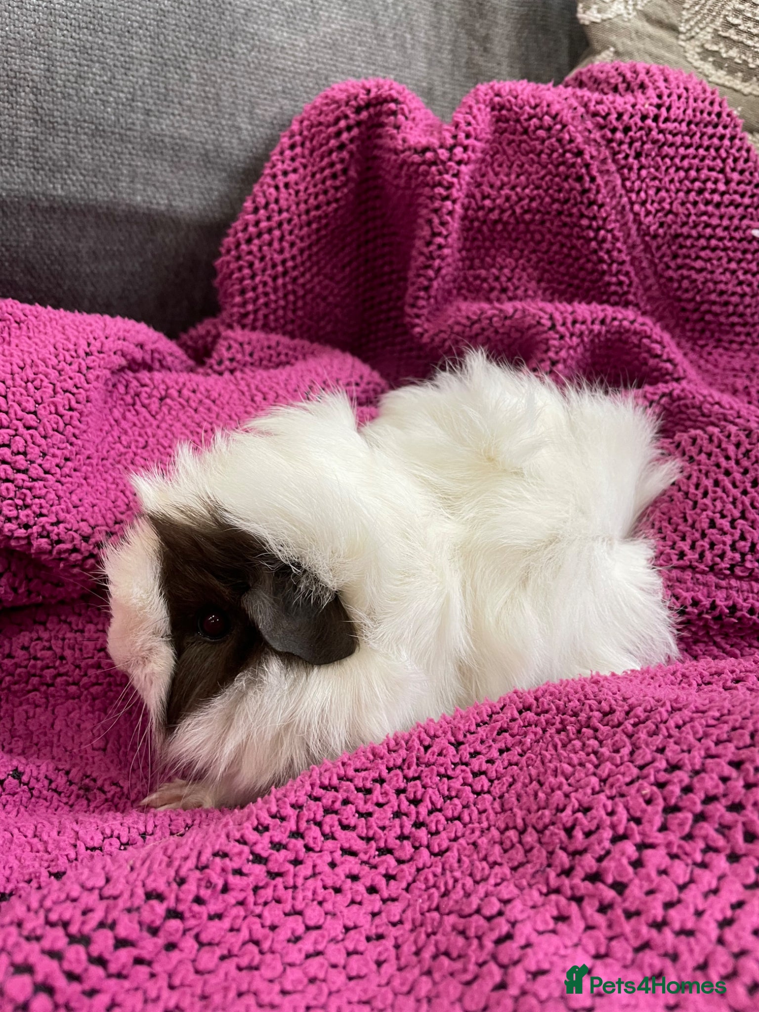 Guinea Pig rodents Gorgeous Female Guinea Pigs - Advert 1