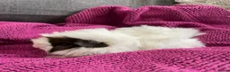 Guinea Pig rodents for sale: Gorgeous Female Guinea Pigs - Advert 1
