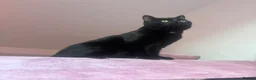 British Shorthair cats for sale: Black Cat Looking for an Experienced Forever Home - Advert 3