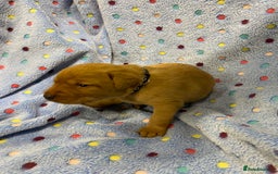 Labrador Retriever dogs for sale: Stunning Litter from working parents KC reg - Image 15