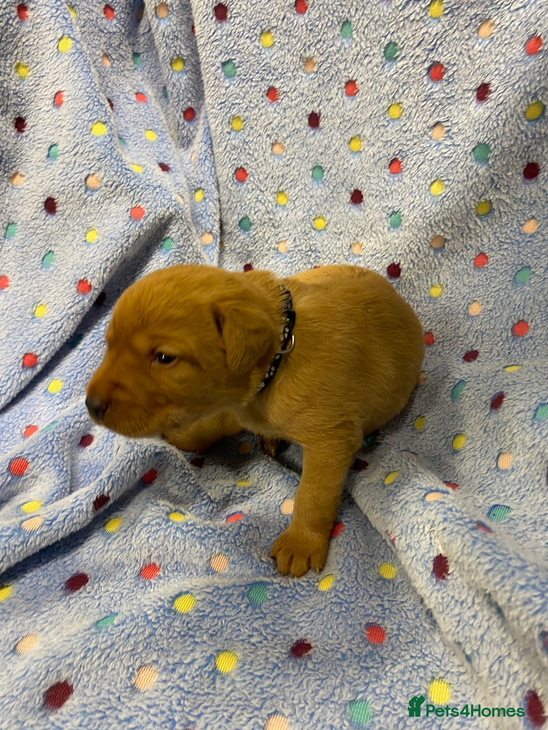 Labrador Retriever dogs for sale: Stunning Litter from working parents KC reg - Image 15