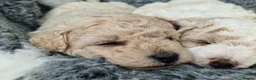Poochon dogs for sale: Health-Tested Poochon Puppies – Ready 29th May in Carmarthen - Advert 19