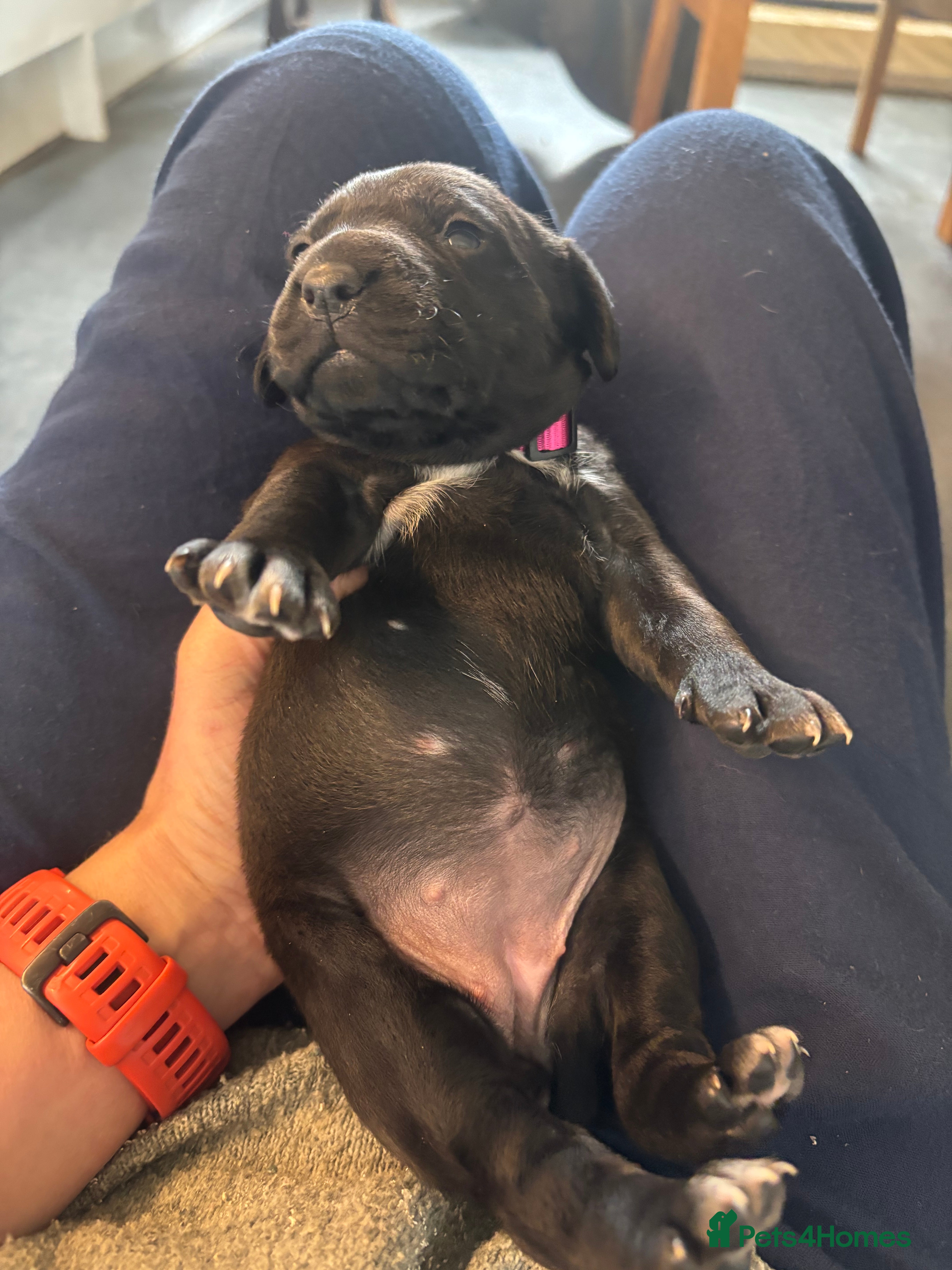 Mixed Breed dogs Wired Patter-dale terrier/ Cocker Spaniel pups - Advert 8