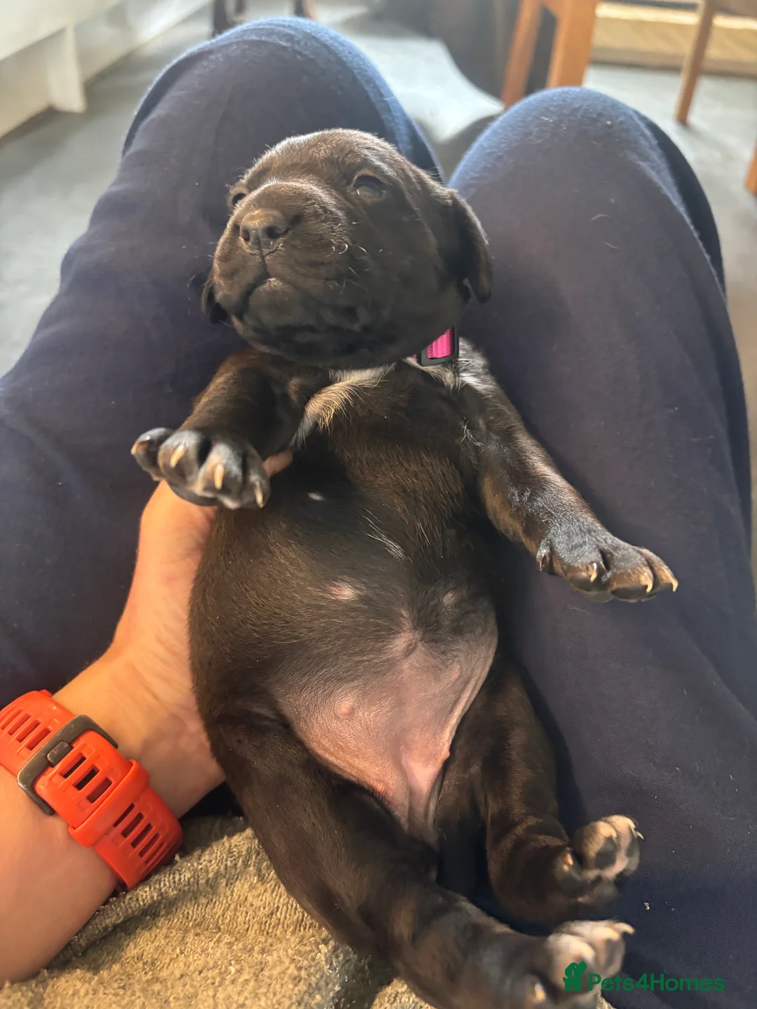 Mixed Breed dogs for sale: Wired Patter-dale terrier/ Cocker Spaniel pups - Advert 1