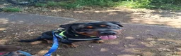 Rottweiler dogs for stud: Miss Amy Wakefield  in Portsmouth - Advert 1