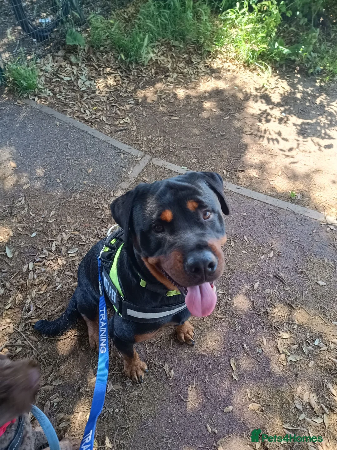 Rottweiler dogs for stud: Miss Amy Wakefield  in Portsmouth - Advert 1