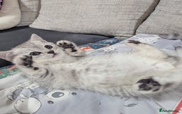 Scottish Fold cats for sale: Scottish straight boys - Image 7