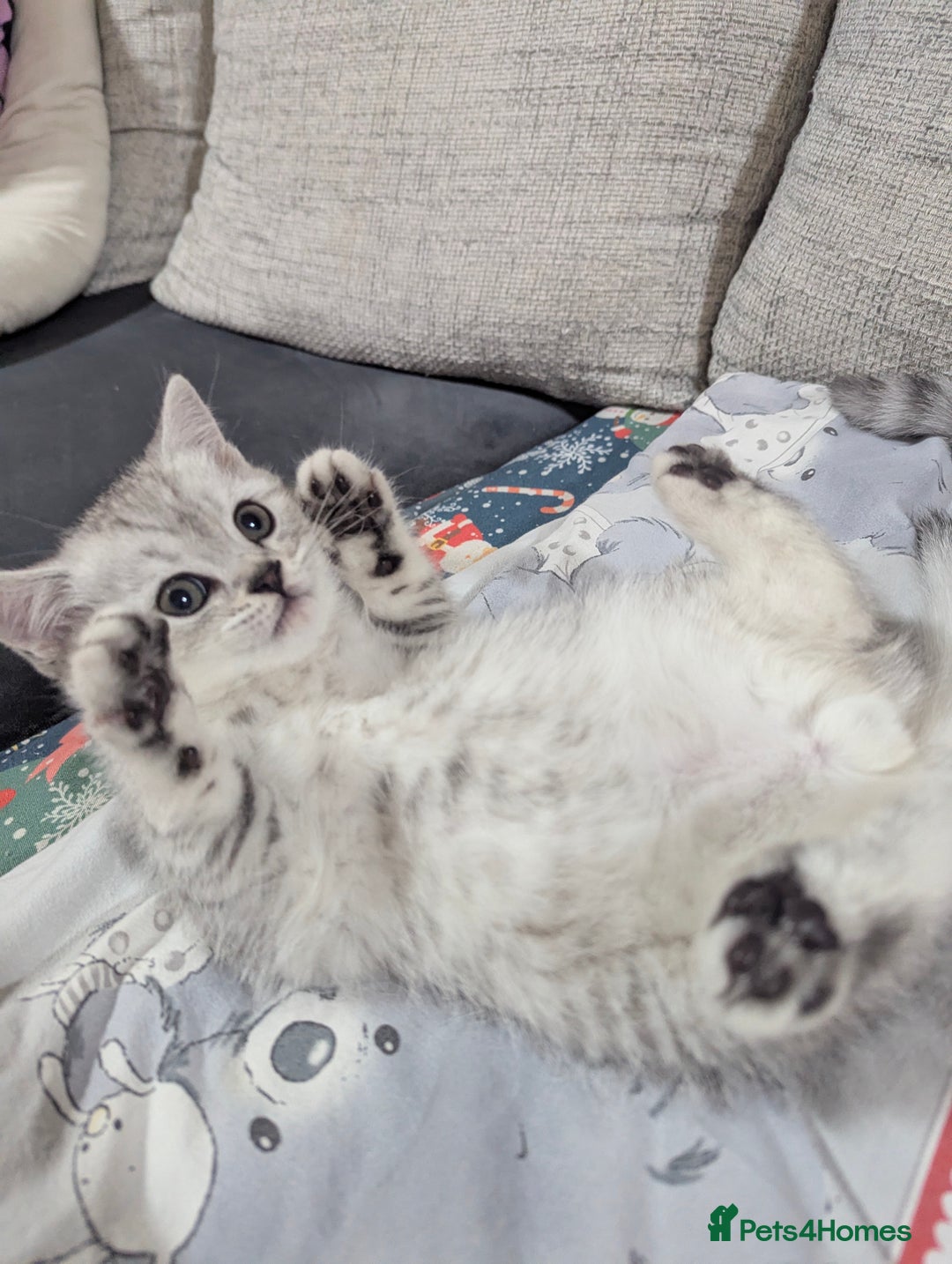 Scottish Fold cats for sale: Scottish straight boys - Image 7