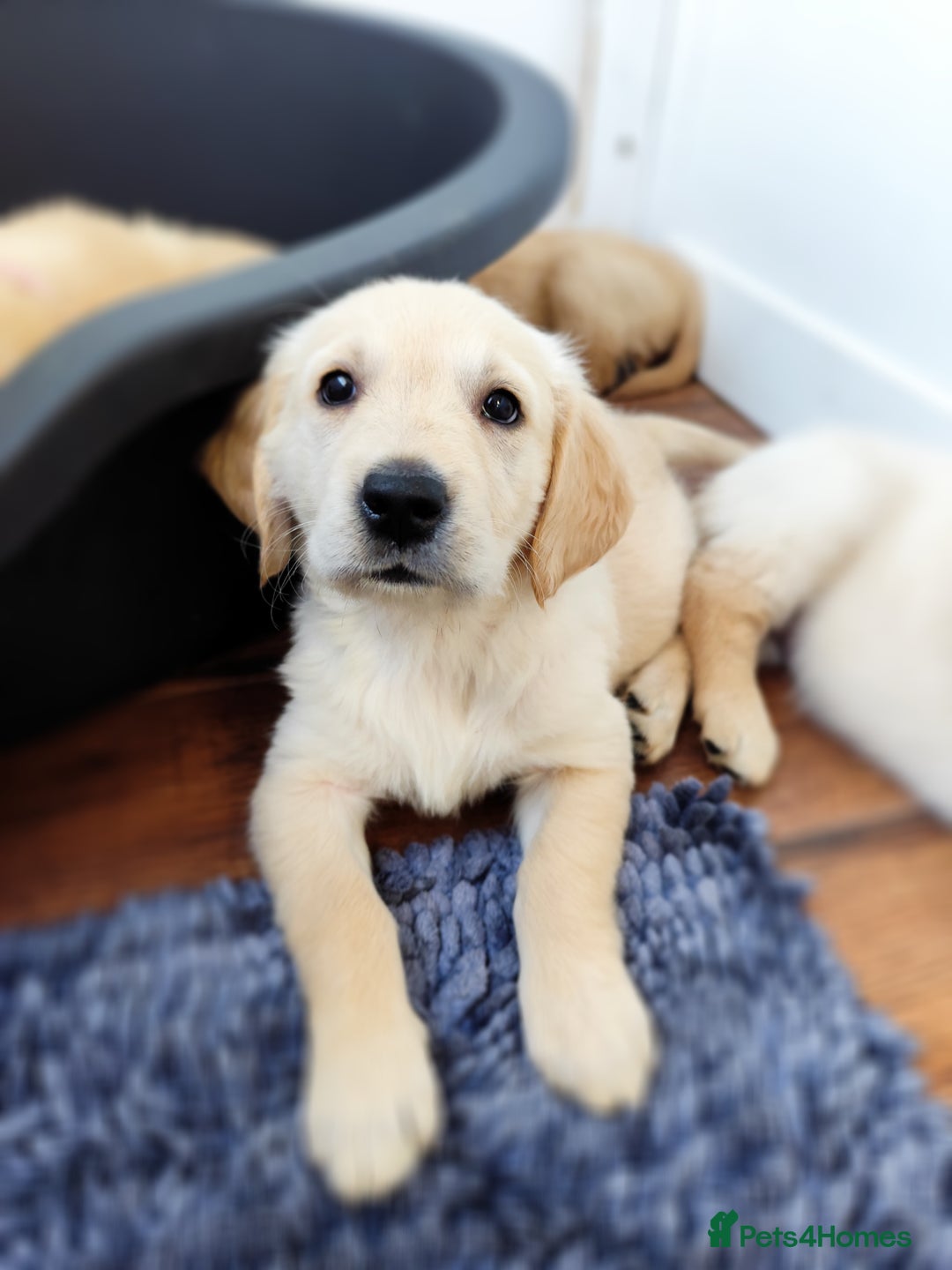 Golden Retriever dogs for sale: Gentle and loving Golden Retriever puppiess  - Image 9