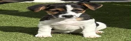 Jack Russell dogs for sale: Traditional short-legged Jack Russell puppy’s. - Advert 1