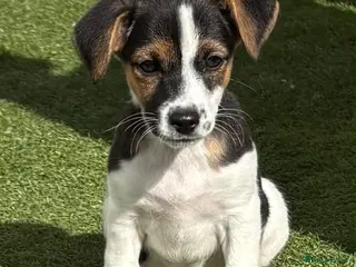 Jack Russell dogs Traditional short-legged Jack Russell puppy’s. - Advert 1
