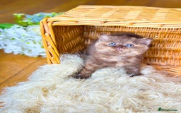 British Shorthair cats for stud: TICA REG CINNAMON UNDER RED STUD  - Advert 7