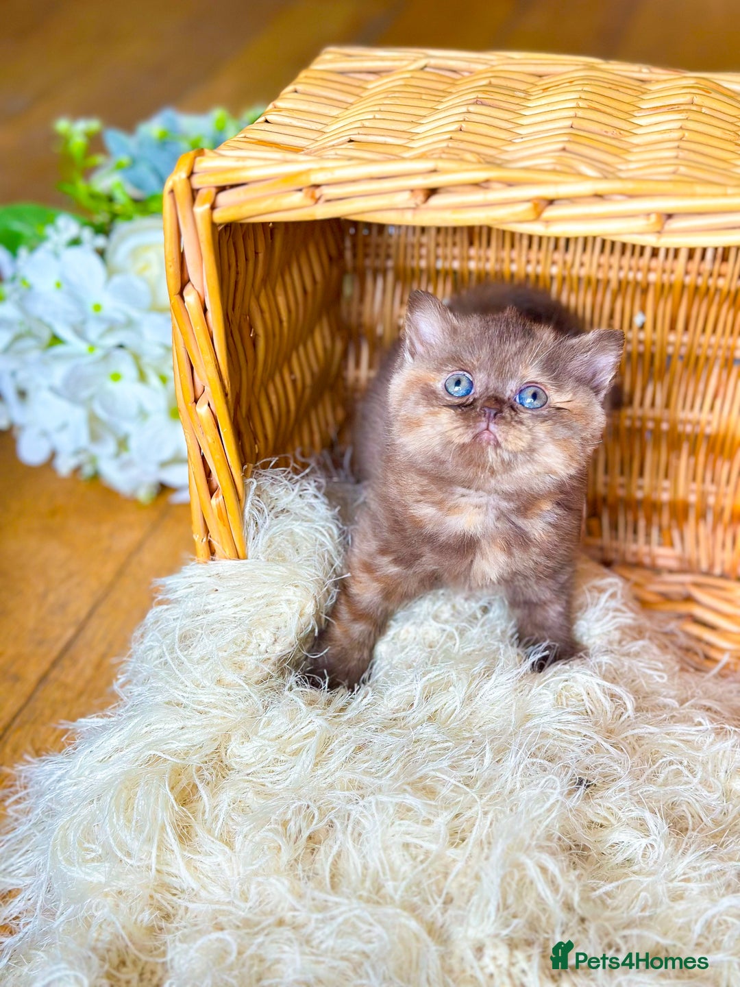 British Shorthair cats for stud: TICA REG CINNAMON UNDER RED STUD  - Advert 7