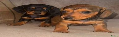 Dachshund 3