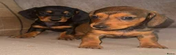 Dachshund dogs for sale: Stunning mini dachshund puppies! - Advert 13