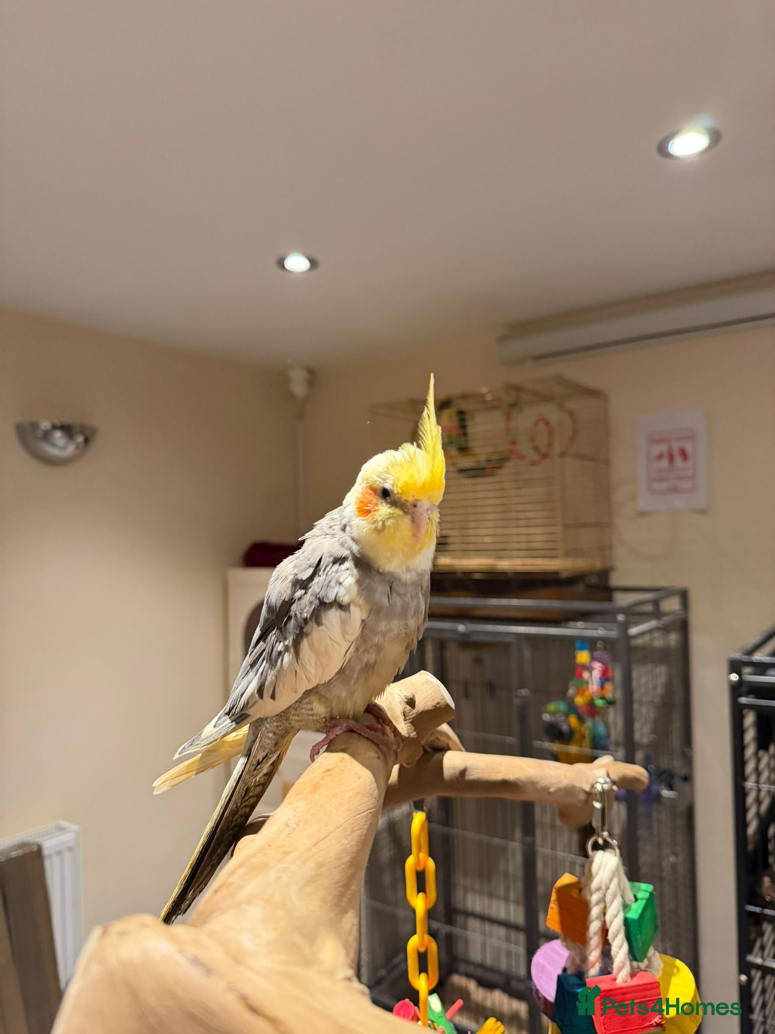 Budgerigars birds Beautiful tame cocktiels for sale  - Advert 21
