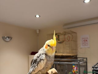 Budgerigars birds Beautiful tame cocktiels for sale - Advert 8