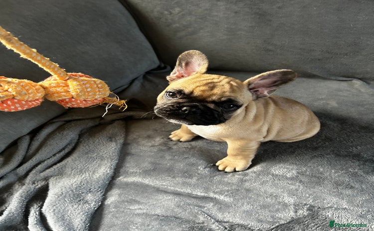 French Bulldog dogs - Advert 1