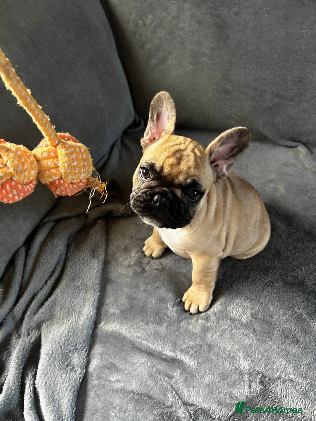 French Bulldog dogs for sale: KC, standard colours French Bulldog puppies🐾 - Image 1