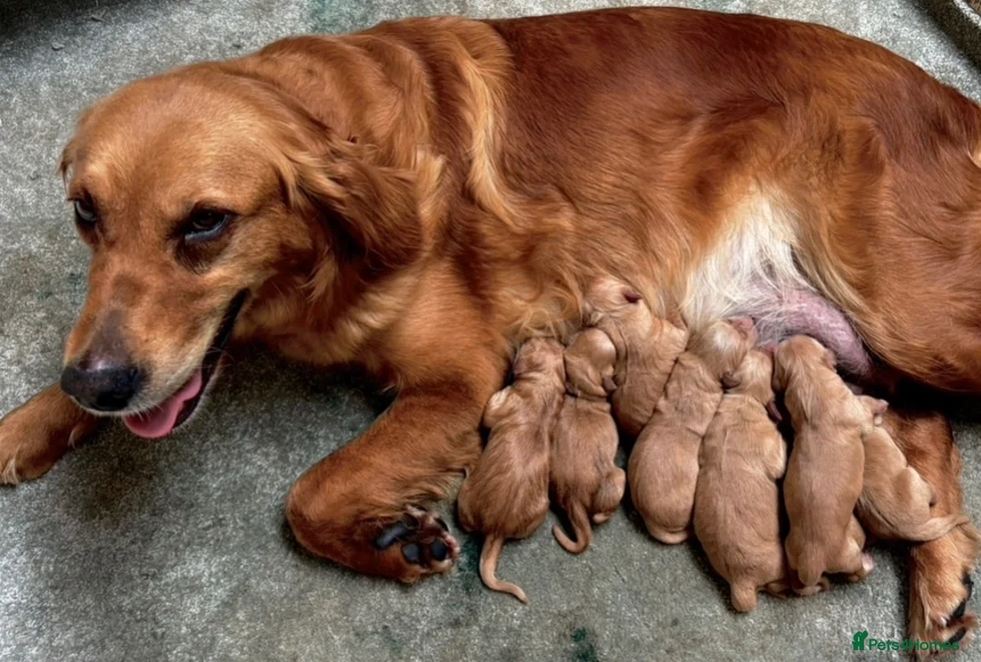 Golden Retriever dogs for sale: Gorgeous red golden retriever puppies  - Advert 2