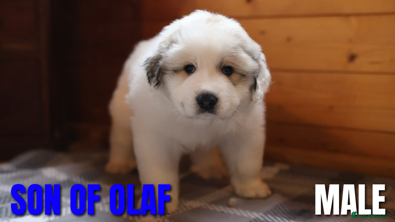 Pyrenean Mountain Dog dogs Pyrenean Mountain Puppies - Advert 2