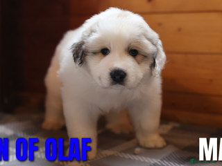 Pyrenean Mountain Dog dogs Pyrenean Mountain Puppies - Advert 2