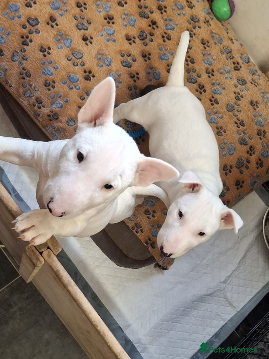 Miniature Bull terrier dogs Mini Bull terriers  - Advert 1