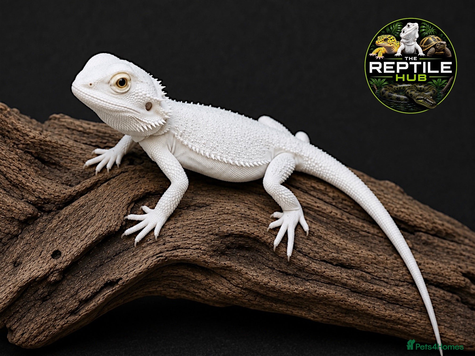 Bearded Dragon reptiles Snow Zero Bearded Dragon - Advert 3